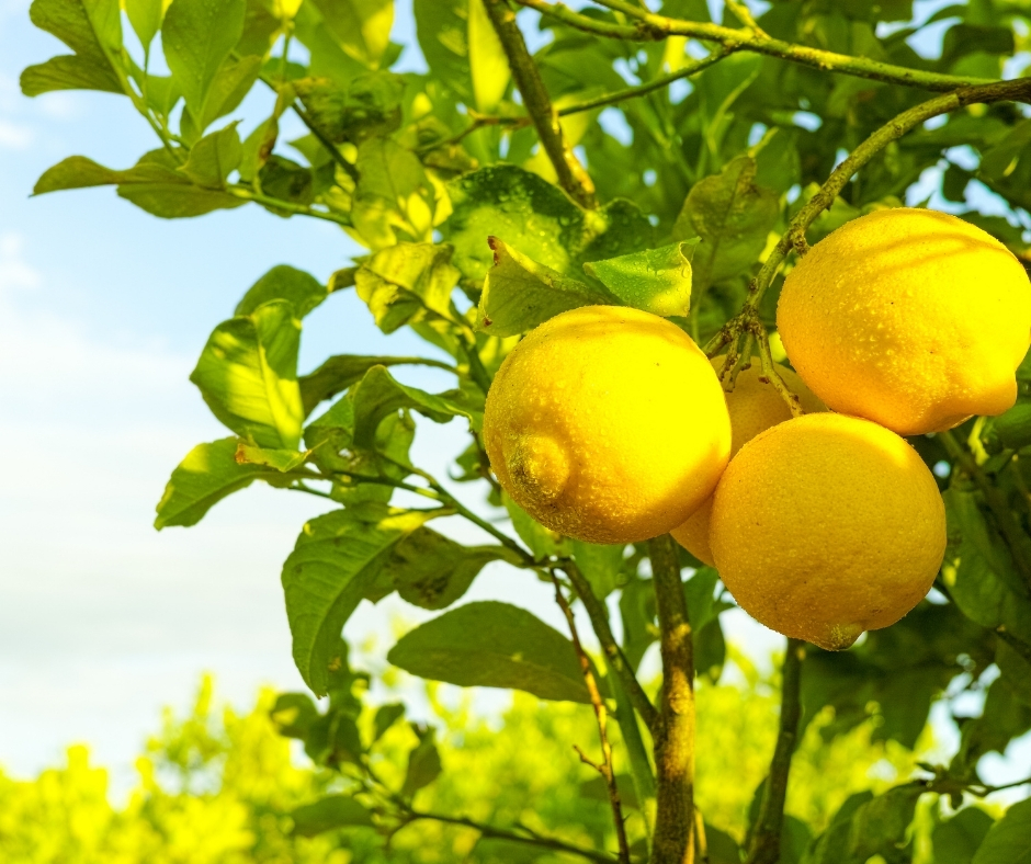 Ekologiškos citrinos 1kg (rezervacija 03.29)